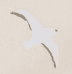 Tan Seagull Print